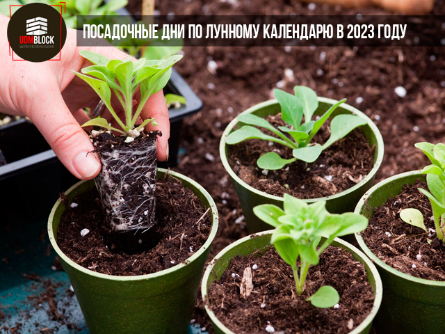 Посадочные дни по лунному календарю в 2023 году