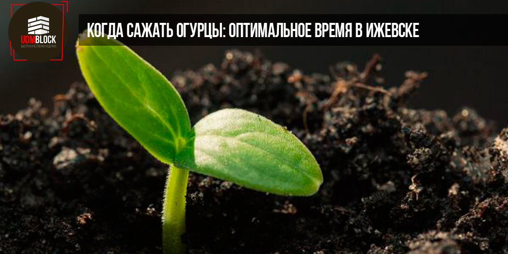 Когда сажать огурцы: оптимальное время для идеального урожая в Ижевске